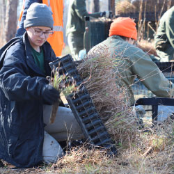 An IP planting grasses.