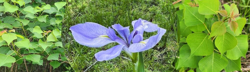 Chinese Tallow tree leaves and a purple Louisiana Iris