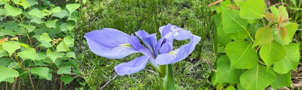 Chinese Tallow tree leaves and a purple Louisiana Iris